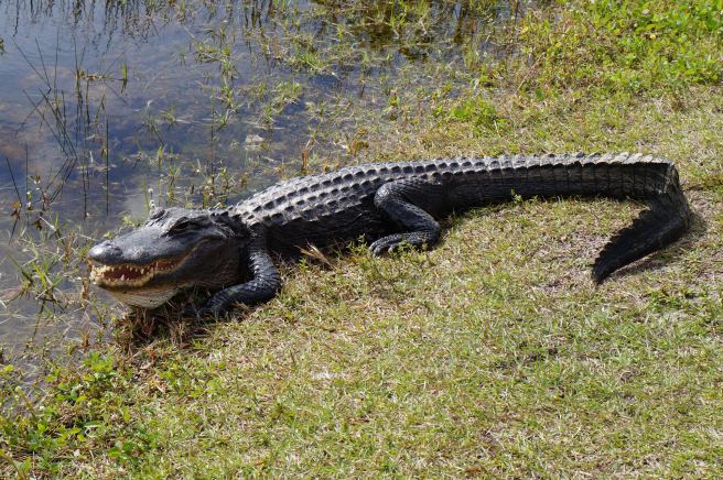 Everglades Feb 8. 2016 159