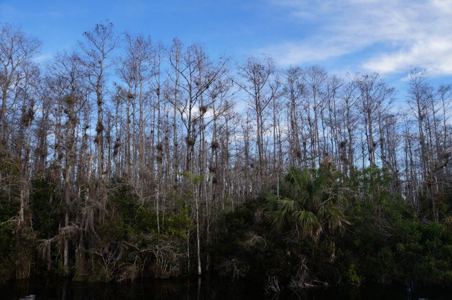 Everglades Feb 8. 2016 180